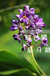 綠色陽(yáng)光布線產(chǎn)品分銷協(xié)議