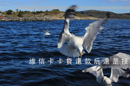 維信卡卡貸還款后還是接到電話-