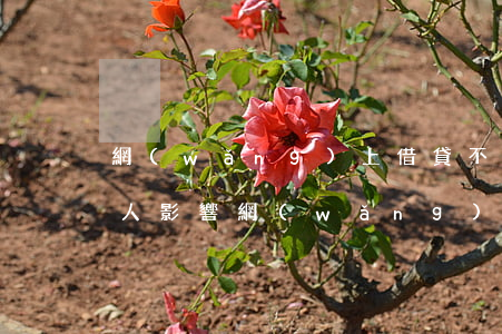 網(wǎng)上借貸不還對(duì)家人影響(網(wǎng)貸不還,對(duì)父母有什么后果)