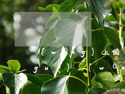 網(wǎng)上借貸平臺哪個比較正規(guī)(網(wǎng)上借貸平臺哪個正規(guī)一點(diǎn))