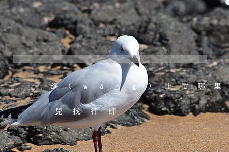 網(wǎng)上從哪里可以找到律師(去哪兒找律師)