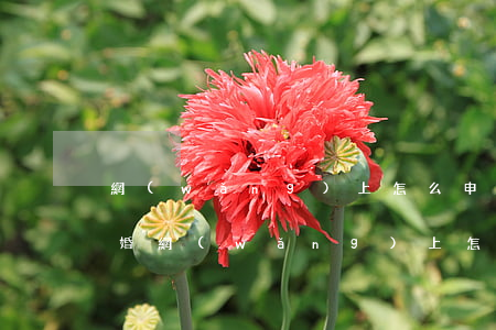 網(wǎng)上怎么申請(qǐng)離婚(網(wǎng)上怎么申請(qǐng)離婚延期需要什么資料)