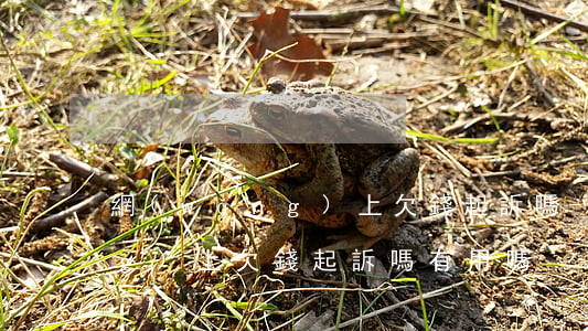 網(wǎng)上欠錢起訴嗎-網(wǎng)上欠錢起訴嗎有用嗎