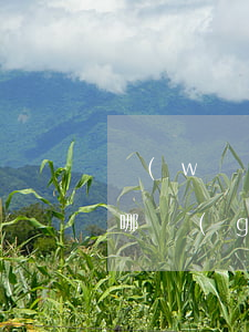 網(wǎng)上申請(qǐng)信用卡哪個(gè)銀行容易通過(guò)-網(wǎng)上申請(qǐng)信用卡多久可以通過(guò)審核