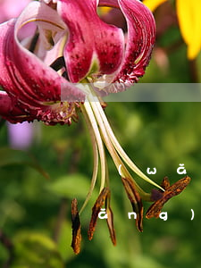 網(wǎng)上立案自動生成訴狀(網(wǎng)上立案怎樣生成起訴狀)