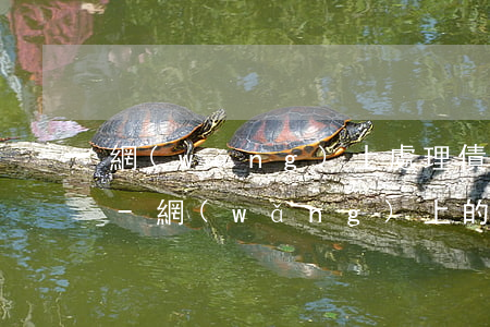網(wǎng)上處理債務(wù)靠譜嗎-網(wǎng)上的債務(wù)委托是真是假