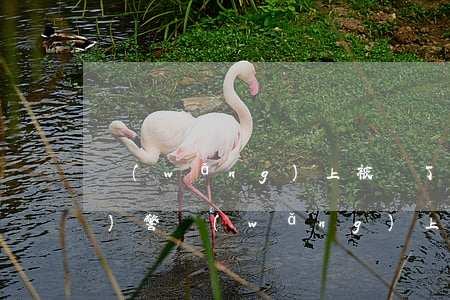網(wǎng)上被騙了錢如何報(bào)警，網(wǎng)上被騙了錢怎樣報(bào)警