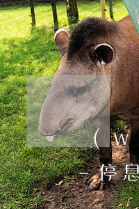網(wǎng)上說的停息掛賬是不是真的-停息掛賬是真是假