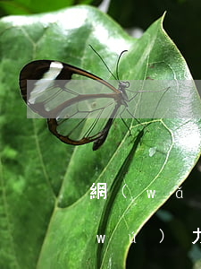 網(wǎng)上貸款4萬(wàn)無(wú)力償還 欠了網(wǎng)貸4萬(wàn)還不上怎么辦