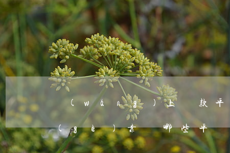 網(wǎng)上貸款平臺(tái)哪個(gè)靠譜(哪些平臺(tái)貸款靠譜)