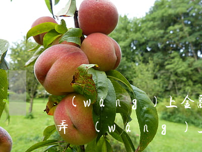 網(wǎng)上金融借款逾期還不上怎么弄(網(wǎng)上金融借款逾期還不上怎么弄電話)