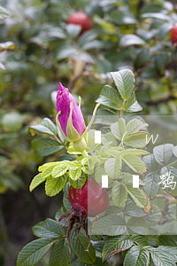網(wǎng)信消費(fèi)貸逾期有賠償嘛