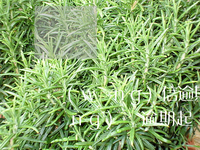 網(wǎng)信逾期被起訴的案例(網(wǎng)貸逾期起訴案例)