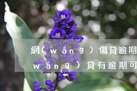 網(wǎng)傷貸逾期還可以買車么(網(wǎng)貸有逾期可以貸款買車嗎)