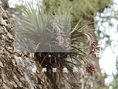 網(wǎng)商促銷出新規(guī)違者將被查處