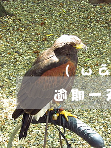 網(wǎng)商貸什么時(shí)候算逾期一天-網(wǎng)商貸什么時(shí)候算逾期一天的