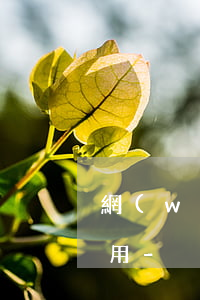 網(wǎng)商貸信用貸延期還款券不能用-