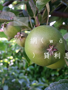 網(wǎng)商貸利息多少(網(wǎng)貸利息多少)