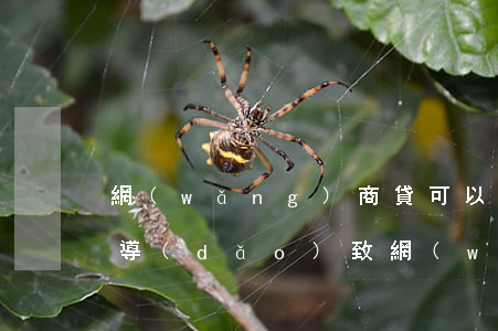 網(wǎng)商貸可以逾期嗎（信用卡逾期導(dǎo)致網(wǎng)商貸用不了）