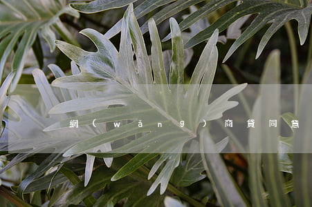 網(wǎng)商貸同意罰息減免多少-
