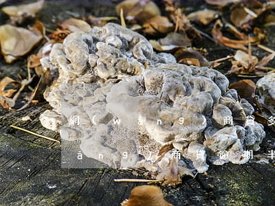網(wǎng)商貸多少天算逾期了(網(wǎng)商貸逾期半天算逾期嗎)