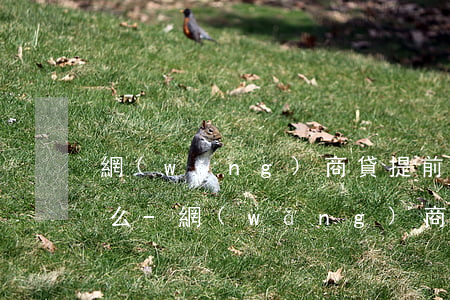 網(wǎng)商貸提前還款需要全部利息么-網(wǎng)商貸提前還款有沒有手續(xù)費