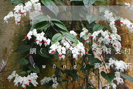 網(wǎng)商貸支付寶還不起 支付寶網(wǎng)商貸還不了款