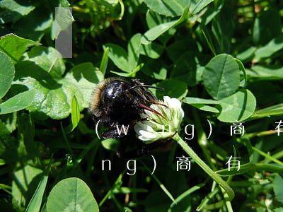網(wǎng)商貸有電話回訪嗎-網(wǎng)商貸有電話回訪嗎是真的嗎