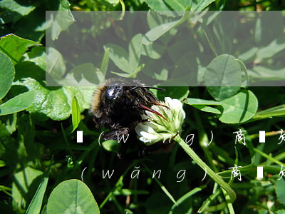 網(wǎng)商貸欠8000一年沒還(網(wǎng)商貸欠8000一年沒還)