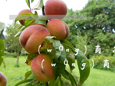 網(wǎng)商貸欠四萬多還不上怎么辦(網(wǎng)商貸欠四萬多還不上怎么辦)