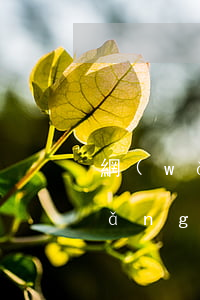 網(wǎng)商貸沒逾期咋降低了(網(wǎng)商貸逾期三天沒有影響)