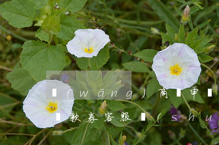 網(wǎng)商貸申請(qǐng)延期還款券客服說(shuō)不行-網(wǎng)商貸申請(qǐng)延期還款券客服說(shuō)不行怎么辦