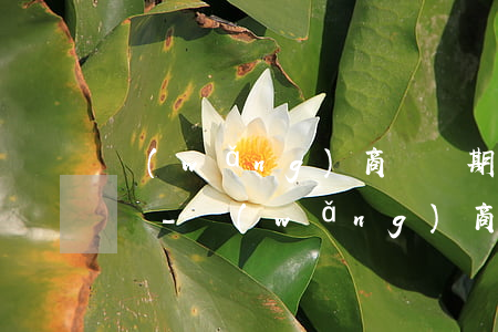 網(wǎng)商貸當期還款了還是顯示沒還-網(wǎng)商貸當期還款了還是顯示沒還怎么辦