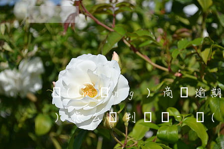網(wǎng)商貸逾期15天會(huì)怎么樣判決書-網(wǎng)商貸逾期15天會(huì)怎么樣判決書圖片