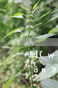 網(wǎng)商貸逾期1萬4圖片(網(wǎng)商貸逾期一天怎么辦不小心逾期一天)
