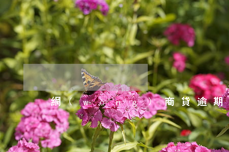 網(wǎng)商貸逾期5年怎么還