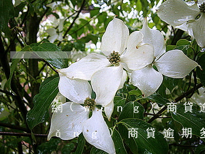 網(wǎng)商貸逾期75000(網(wǎng)商貸逾期多久第三方催收)