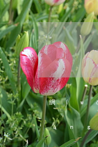 網(wǎng)商貸逾期一次性還清(網(wǎng)商貸逾期后要求提前一次性還清怎么辦)