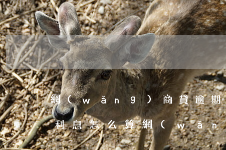 網(wǎng)商貸逾期兩小時(shí)利息怎么算(網(wǎng)商貸逾期一個(gè)小時(shí))