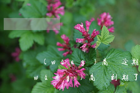網(wǎng)商貸逾期可以分月還嗎(網(wǎng)商貸到期了可以分期還嗎)