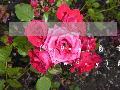 網(wǎng)商貸逾期可以申請停息掛賬嗎(網(wǎng)商貸逾期時間)