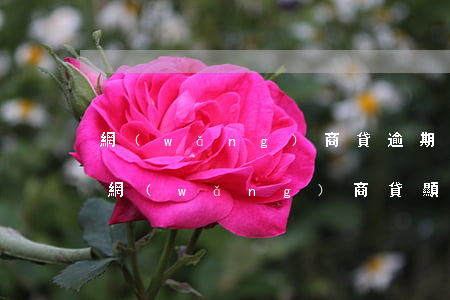 網(wǎng)商貸逾期問還有其他欠款嗎(網(wǎng)商貸顯示逾期但點(diǎn)擊還款又顯示沒有欠款)