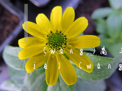 網(wǎng)商貸逾期四天花唄凍結(jié)(網(wǎng)商貸忘記還款花唄凍結(jié))