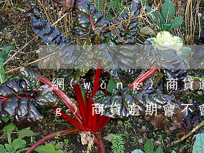 網(wǎng)商貸逾期怎么辦?網(wǎng)商貸逾期會不會上征信?（信用卡有逾期網(wǎng)商貸沒額度了）