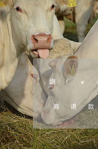 網(wǎng)商貸逾期怎樣協(xié)商還款方案 網(wǎng)商貸逾期要求一次結(jié)清,可以協(xié)商嗎