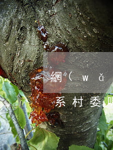 網(wǎng)商貸逾期會聯(lián)系村委嗎(網(wǎng)商貸逾期被起訴后能有解決的辦法嗎)