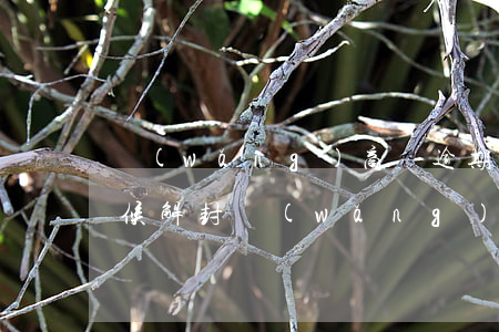 網(wǎng)商貸逾期還款后,花唄什么時候解封，網(wǎng)商貸逾期還款后，如何得知花唄解封時間？