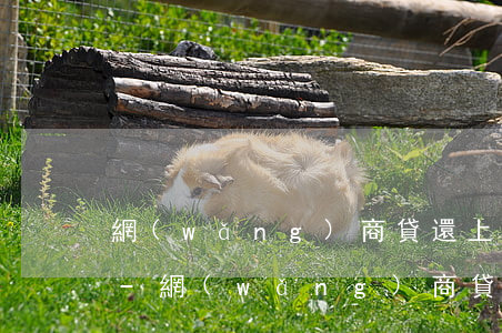 網(wǎng)商貸還上以后多久可以再貸-網(wǎng)商貸還上以后多久可以再貸款
