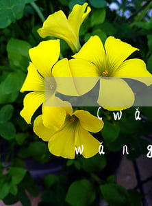 網(wǎng)商銀行可以延期幾天-網(wǎng)商銀行可以延期幾天還款