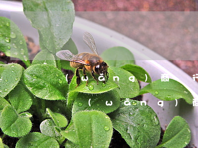 網(wǎng)商銀行延期還需要再付利息嗎(網(wǎng)商銀行可以延期幾天)